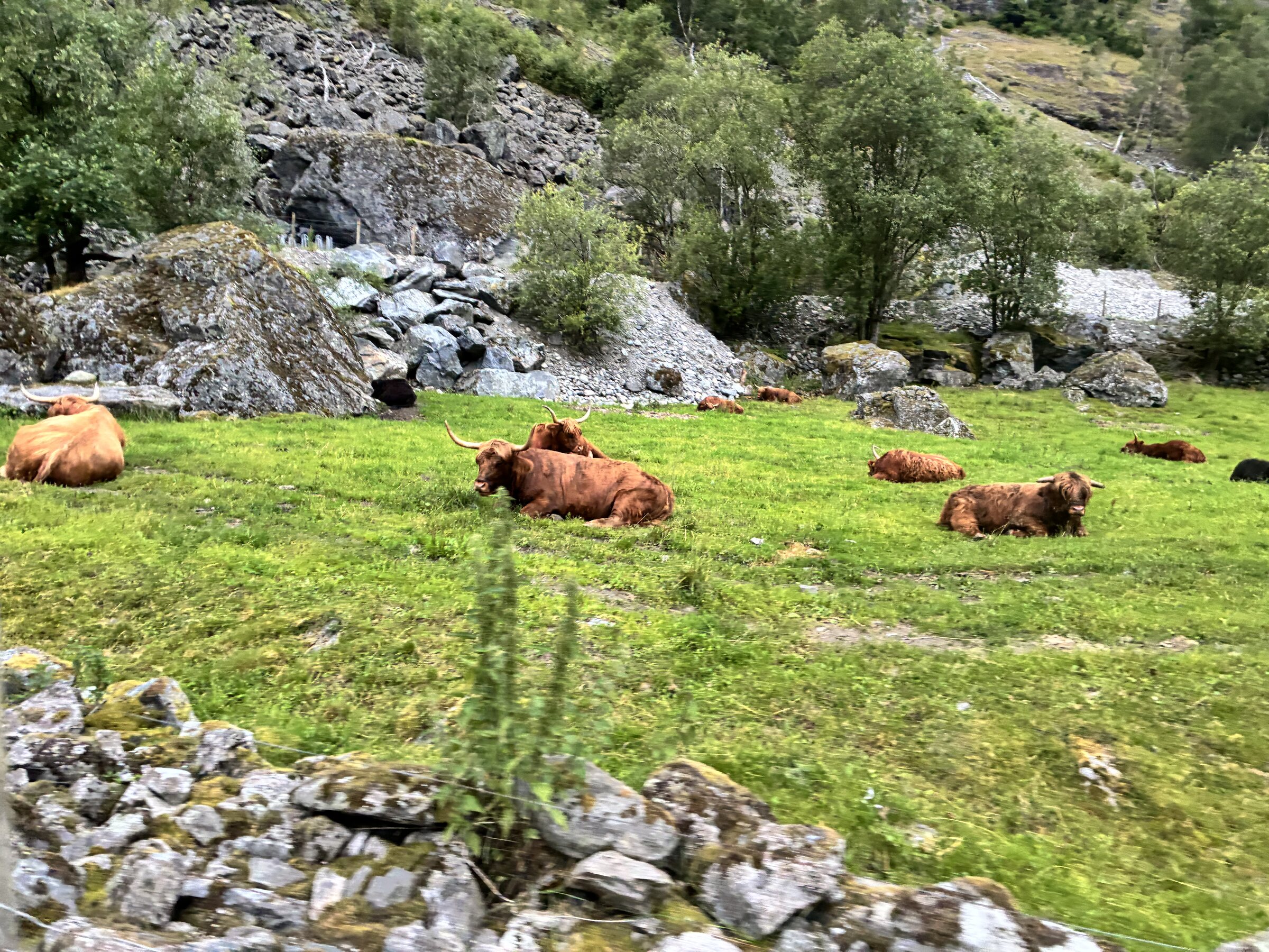 Norwegische Landschaft mit Wasserfall und Tieren